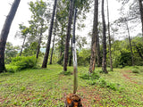 18.5-Inch Hand-Forged Rapier Sword - Elegant Decorative Collectible for Collectors - FWOSI
